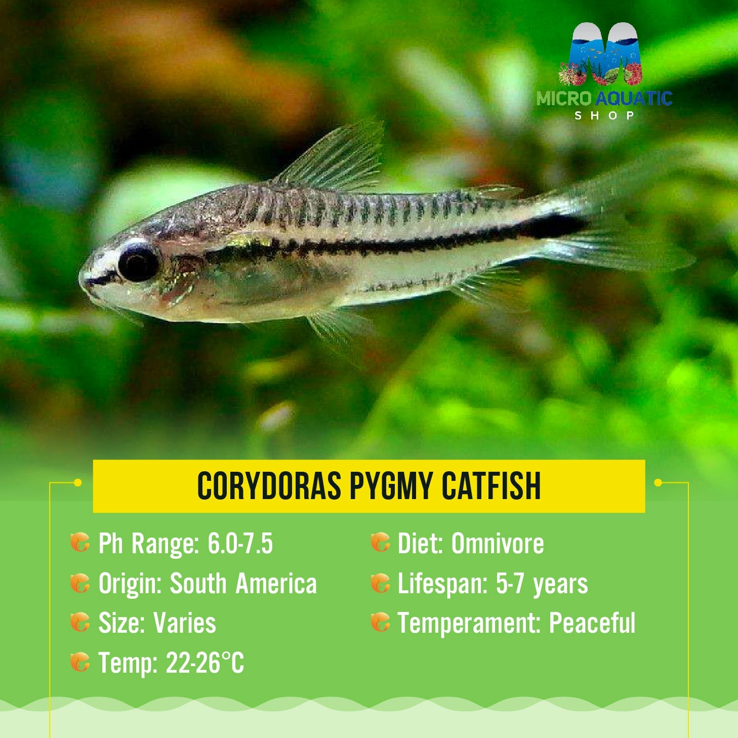 Corydoras - Pygmy Catfish Micro Aquatic Shop