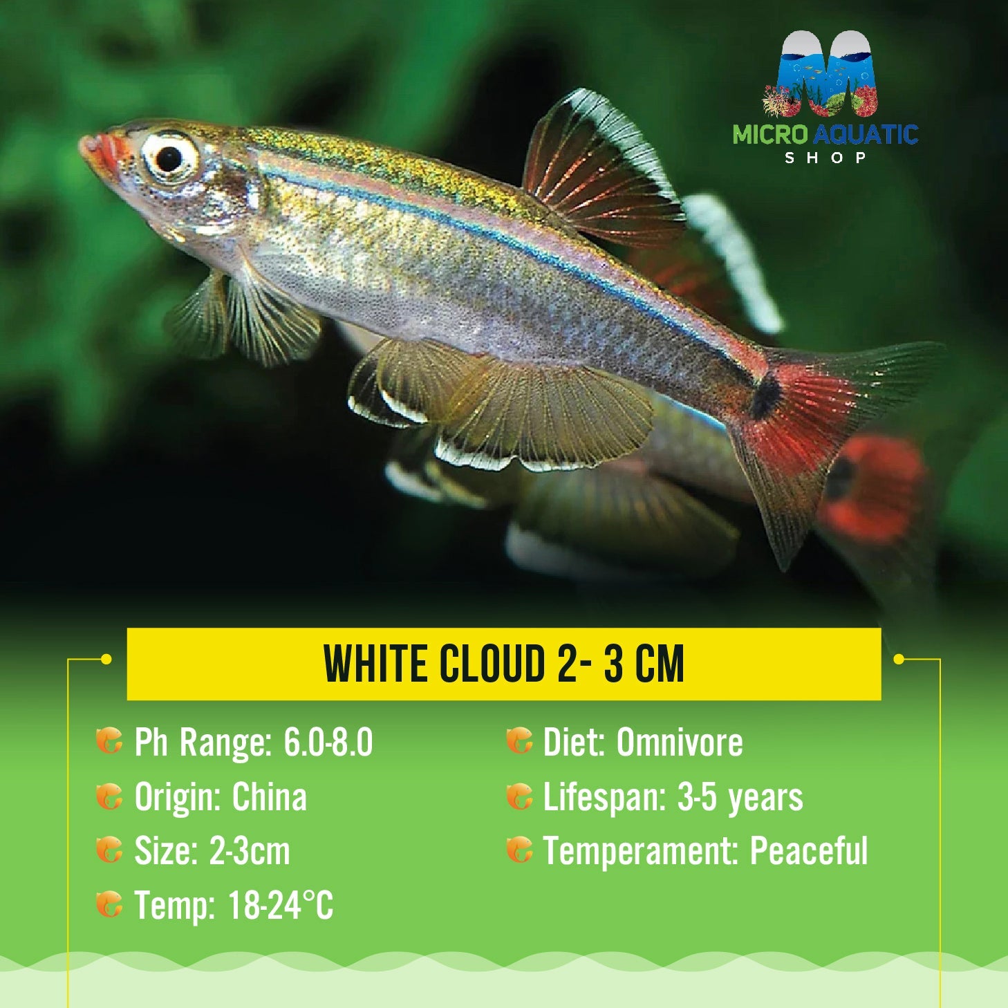 White Cloud 2- 3 cm Micro Aquatic Shop
