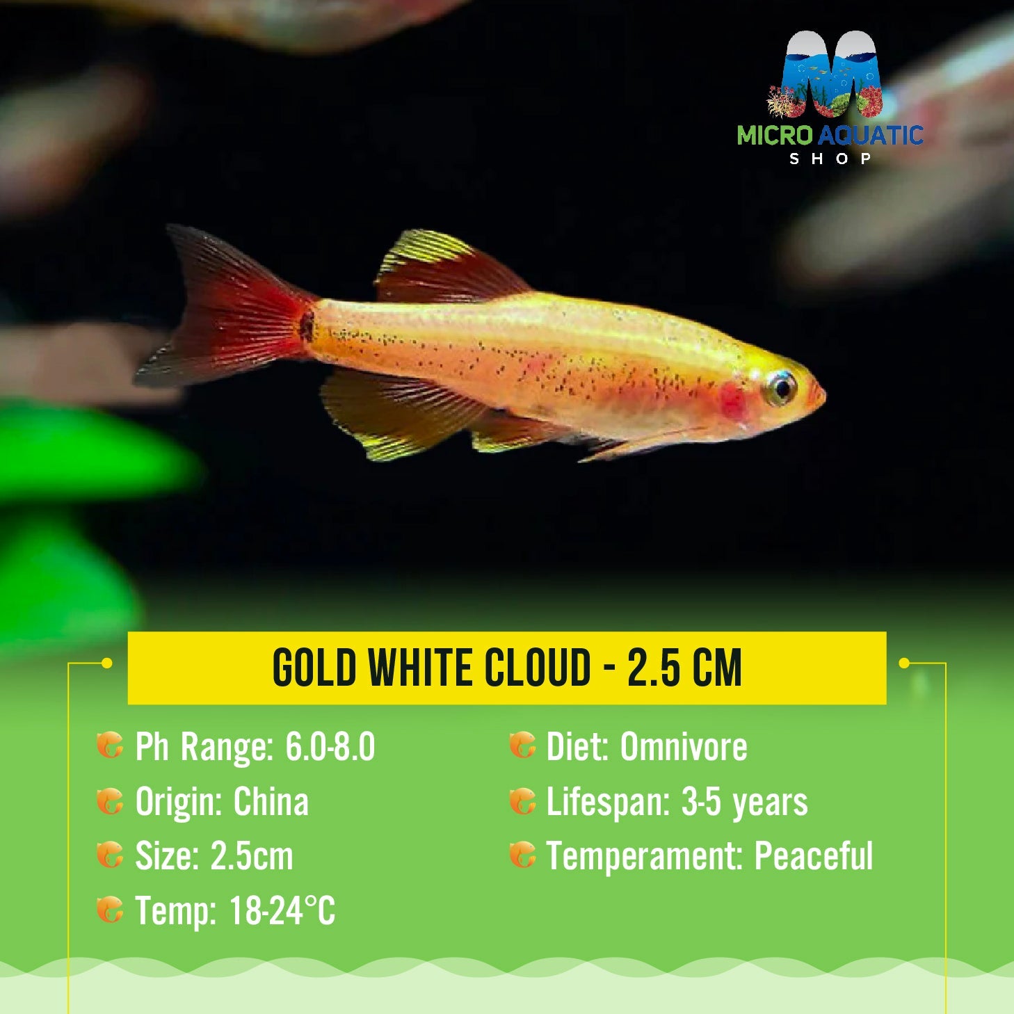 Gold Cloud 2cm Micro Aquatic Shop