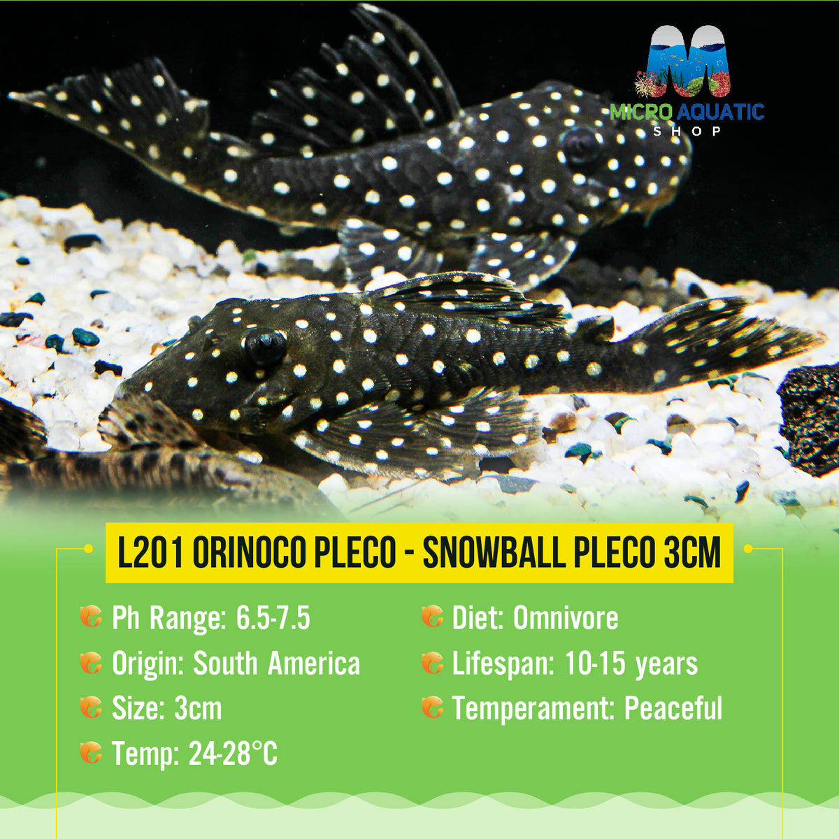 L201 Orinoco Pleco - Snowball Pleco 3cm