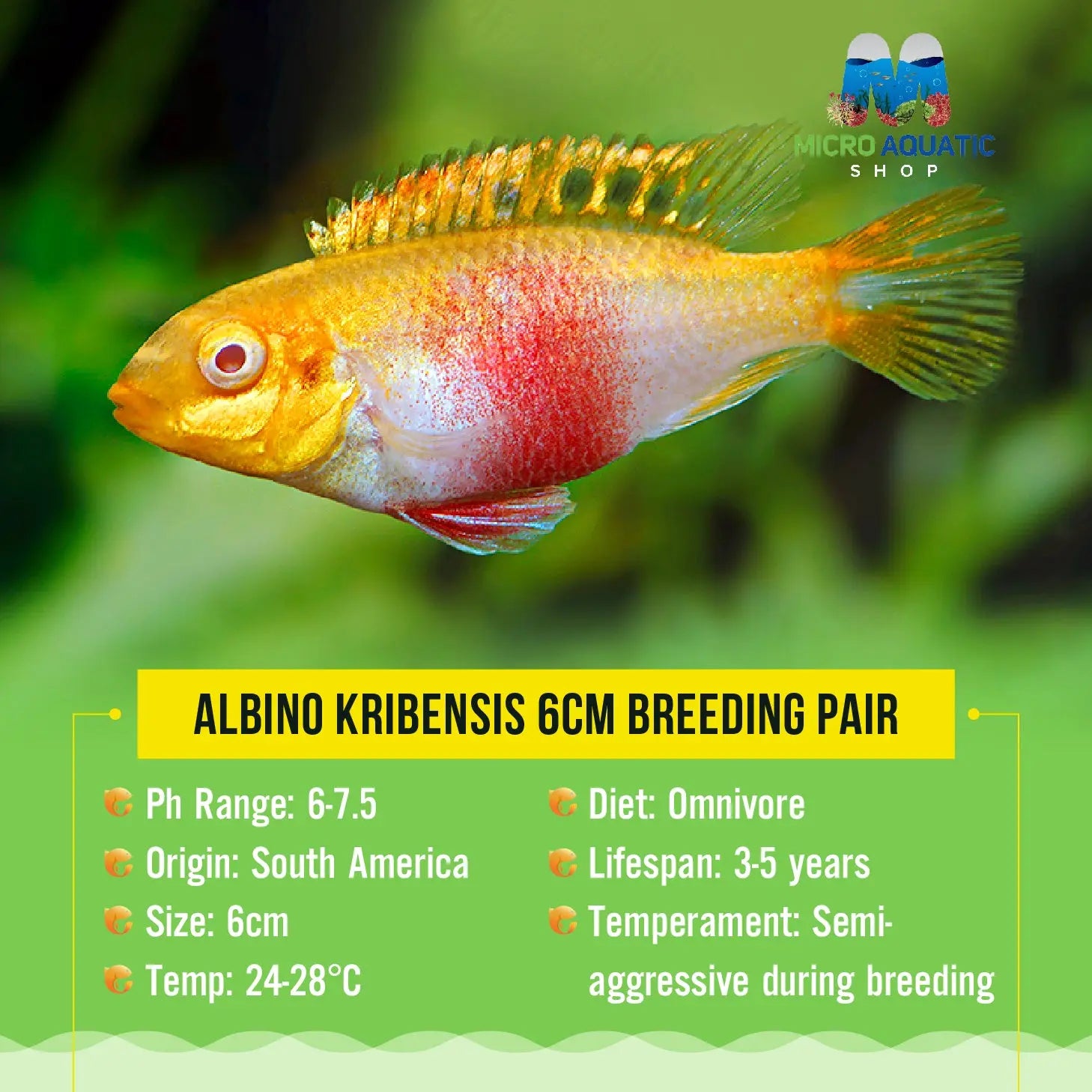 Albino KRIBENSIS 4-6cm Micro Aquatic Shop