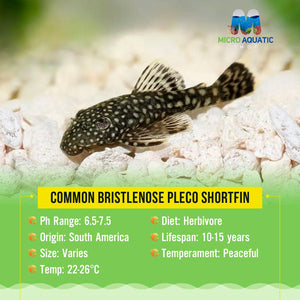 Buy 2 Get 1 Free Algae Eater -Common Bristlenose Micro Aquatic Shop