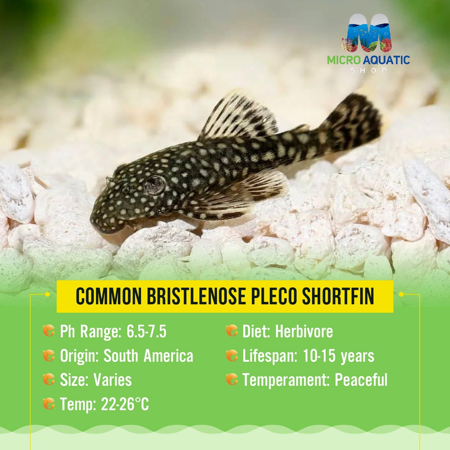 Algae Eater - Common Bristlenose Pleco Micro Aquatic Shop
