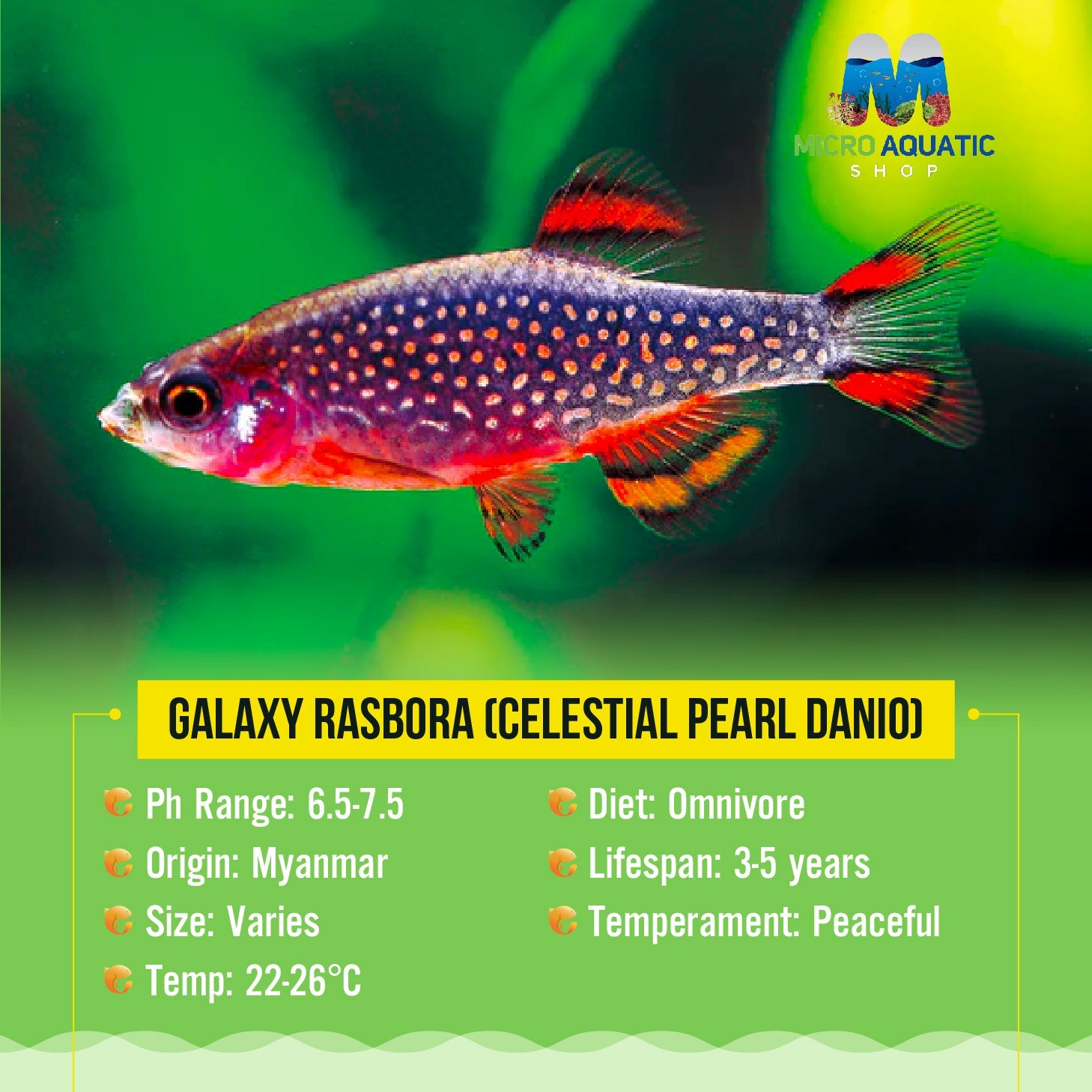 Rasbora - Galaxy (Celestial Pearl Danio) Micro Aquatic Shop