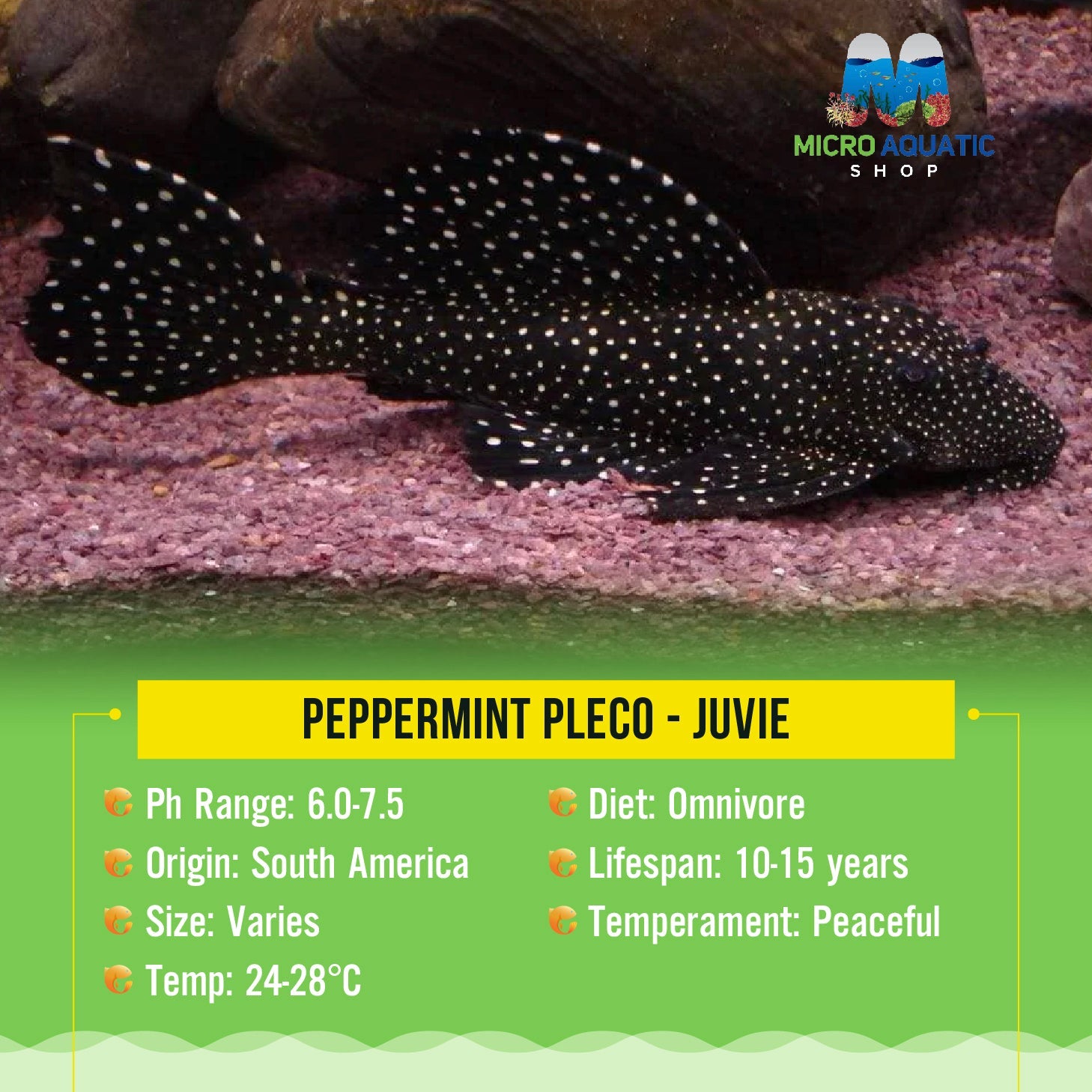 Peppermint Pleco 3cm Micro Aquatic Shop