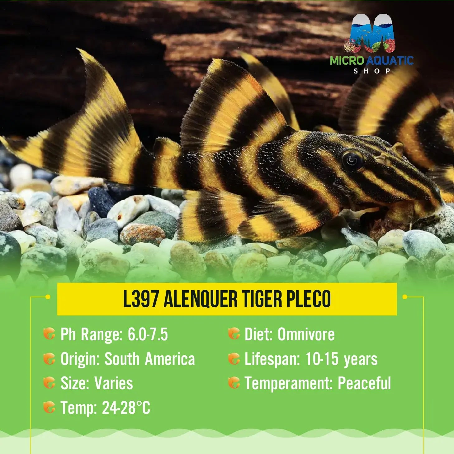 L397 Alenquer Tiger Pleco 5cm