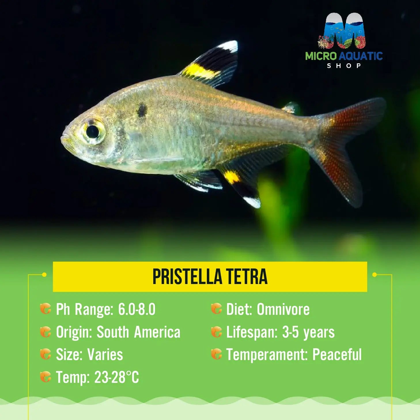 Pristella Tetra 2cm