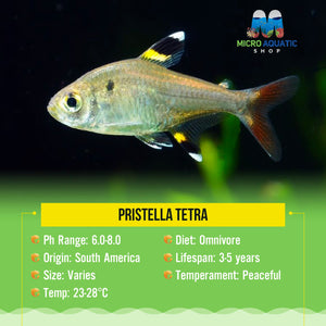 Pristella Tetra 2cm Micro Aquatic Shop