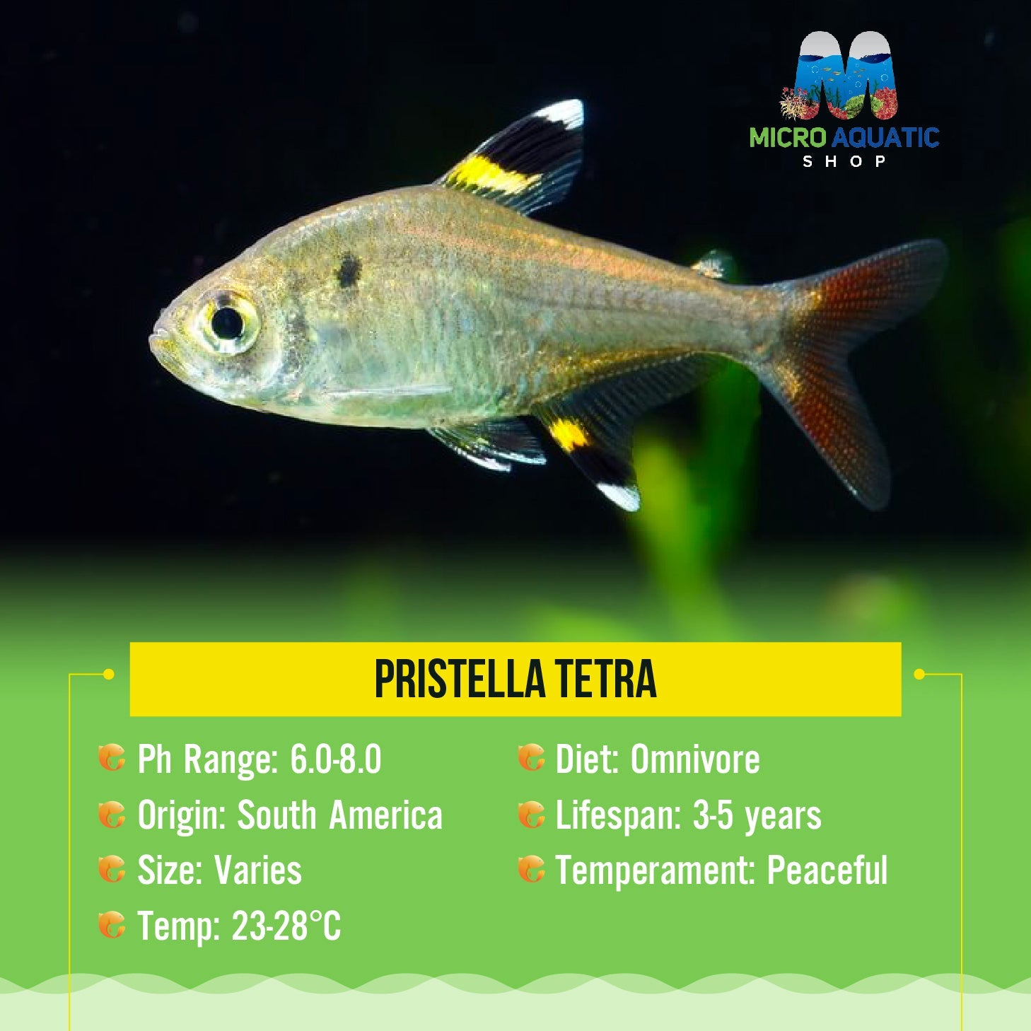 Tetra - Pristella 2cm Micro Aquatic Shop