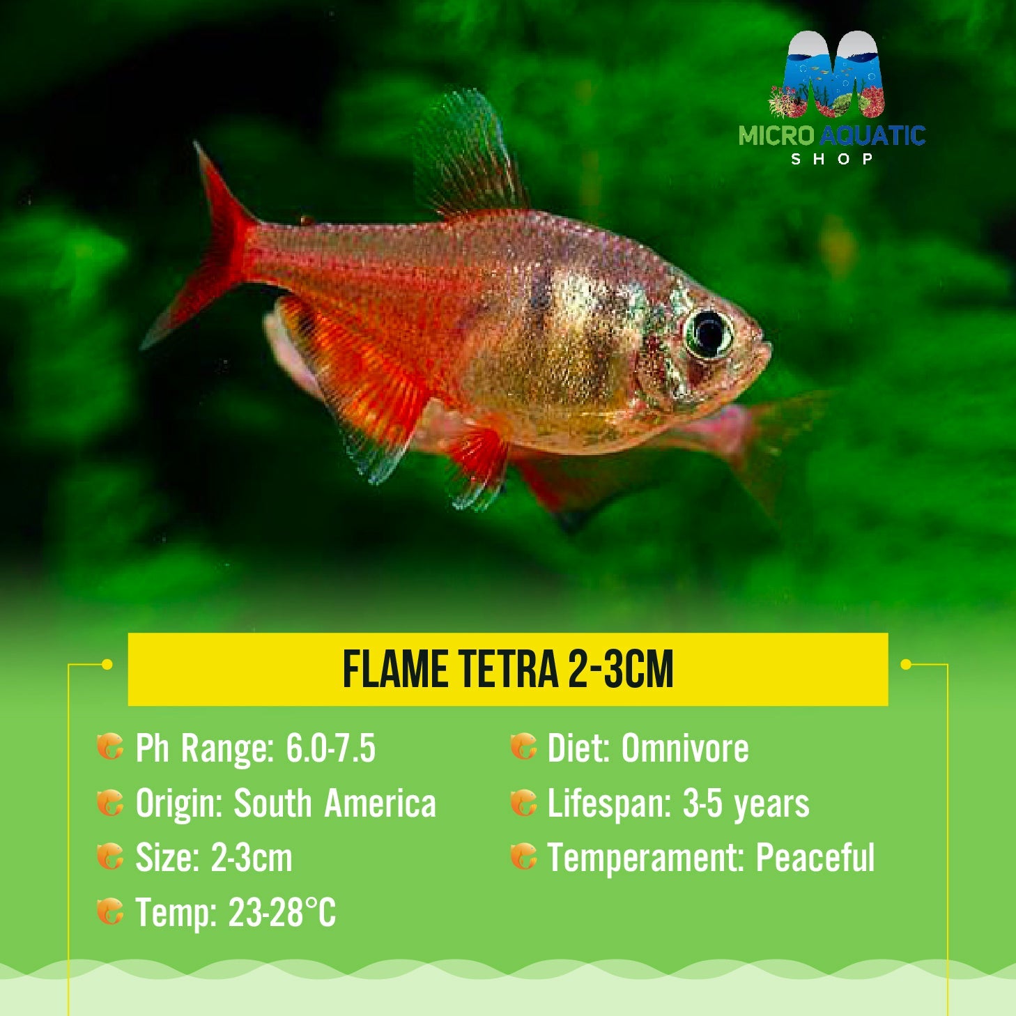 Tetra - Flame 2-3cm Micro Aquatic Shop