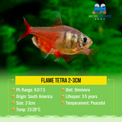 Flame Tetra 2-3cm