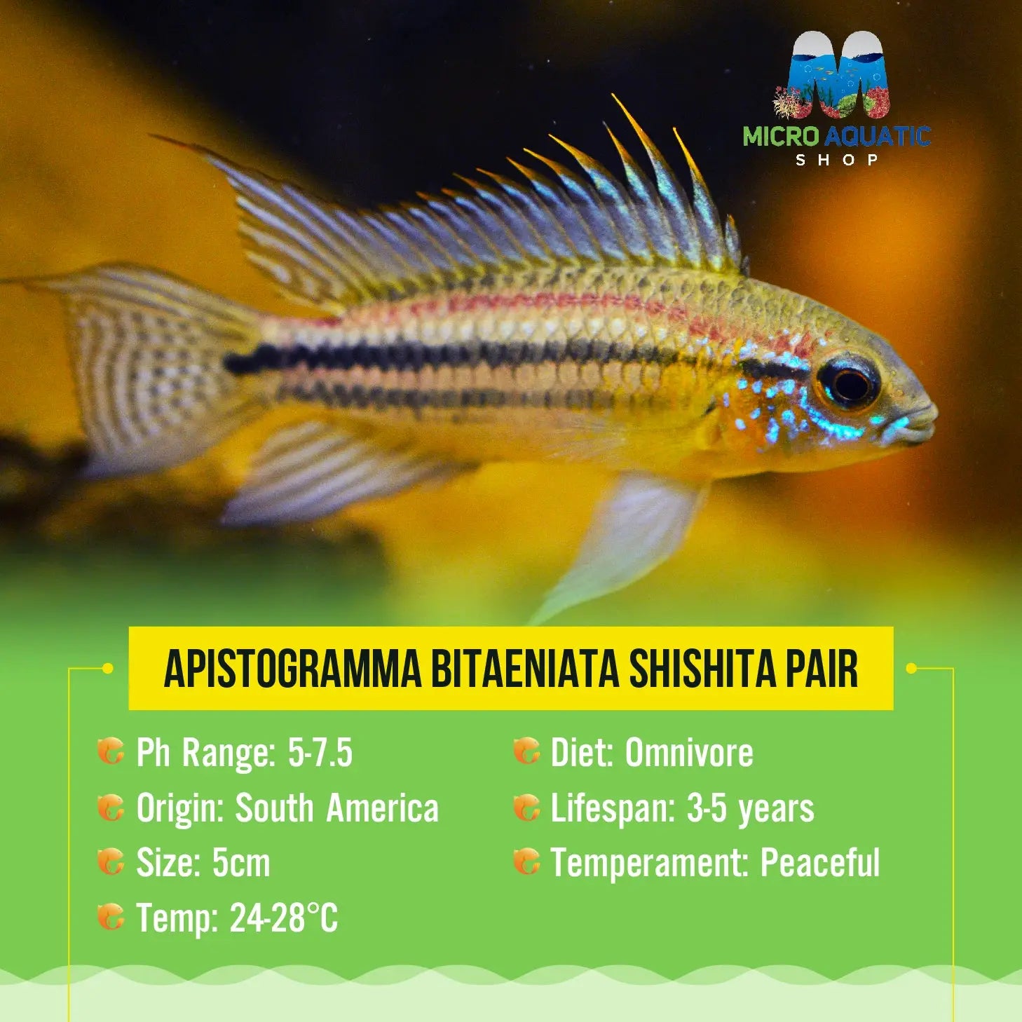 APISTOGRAMMA BITAENIATA SHISHITA Pair Micro Aquatic Shop