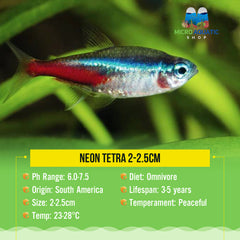 Special Bulk Buy Neon Tetra 2-2.5cm