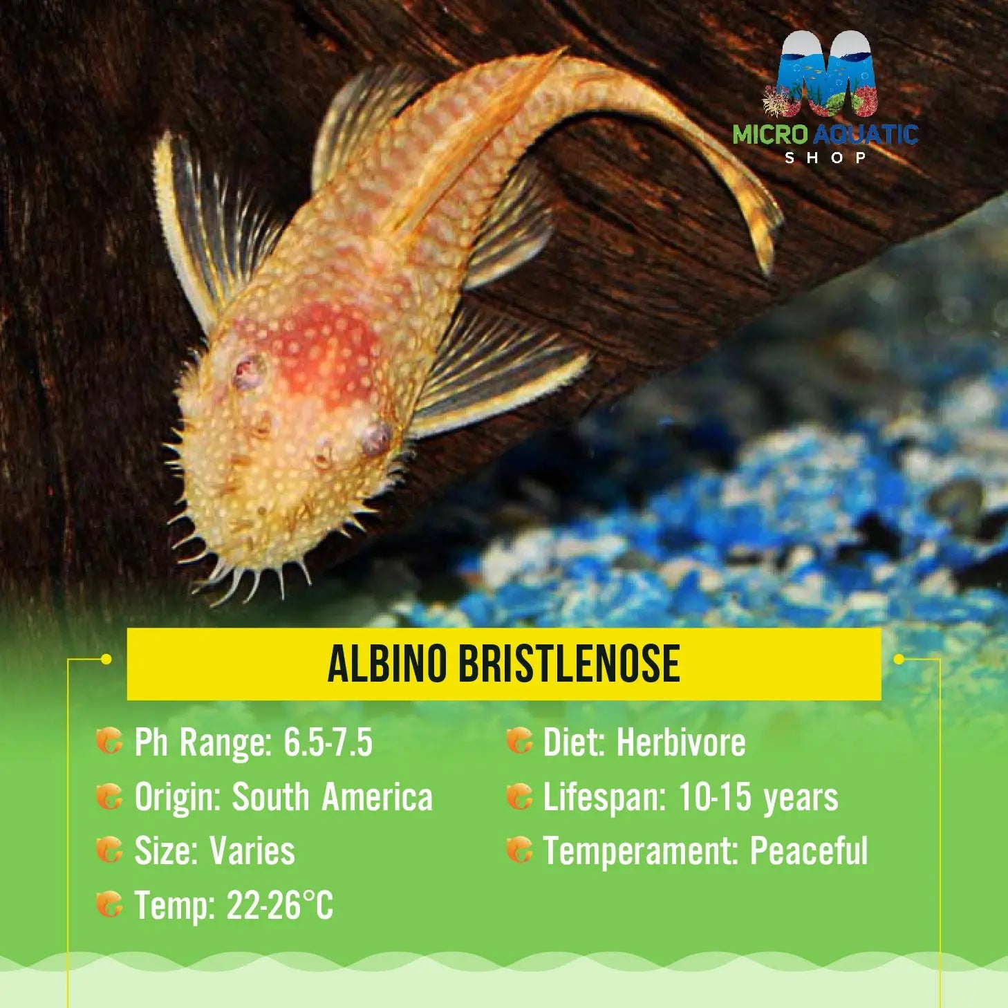 Algae Eater -Albino Bristlenose Micro Aquatic Shop