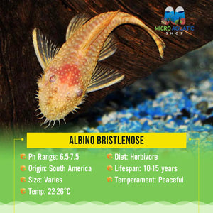 Algae Eater -Albino Bristlenose Micro Aquatic Shop