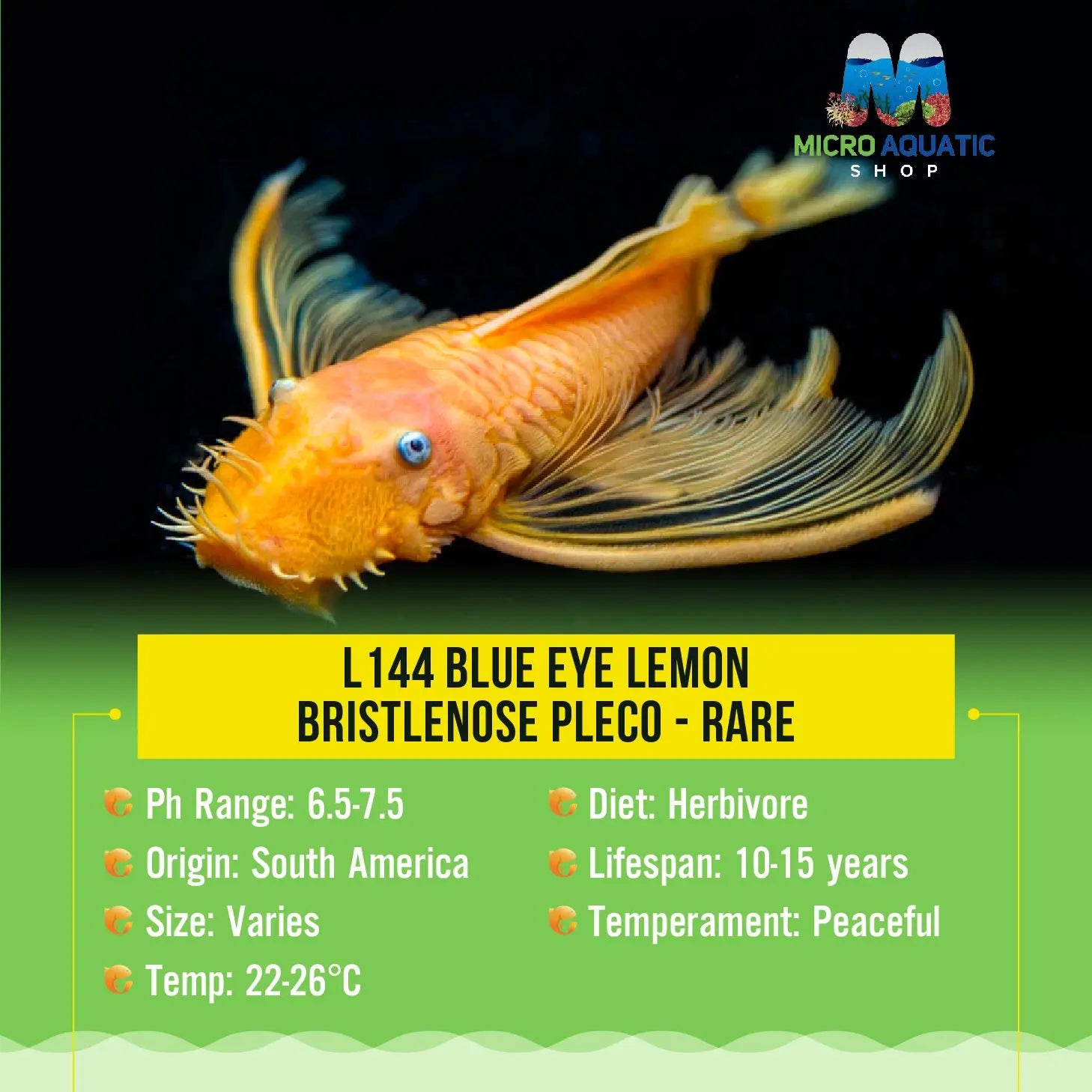 L144 Blue Eye Lemon Bristlenose Pleco - Rare Micro Aquatic Shop