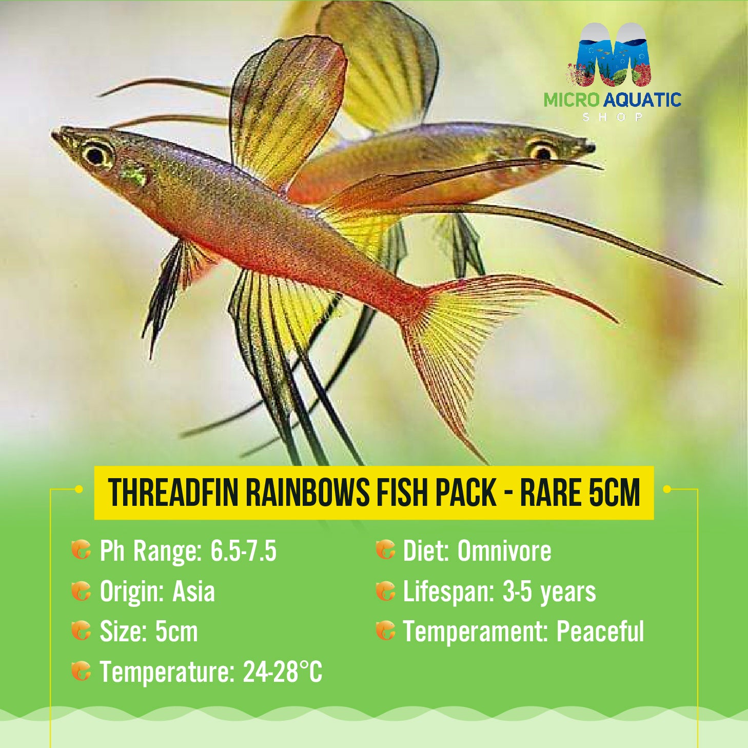 Threadfin Rainbows Fish - Rare 2cm
