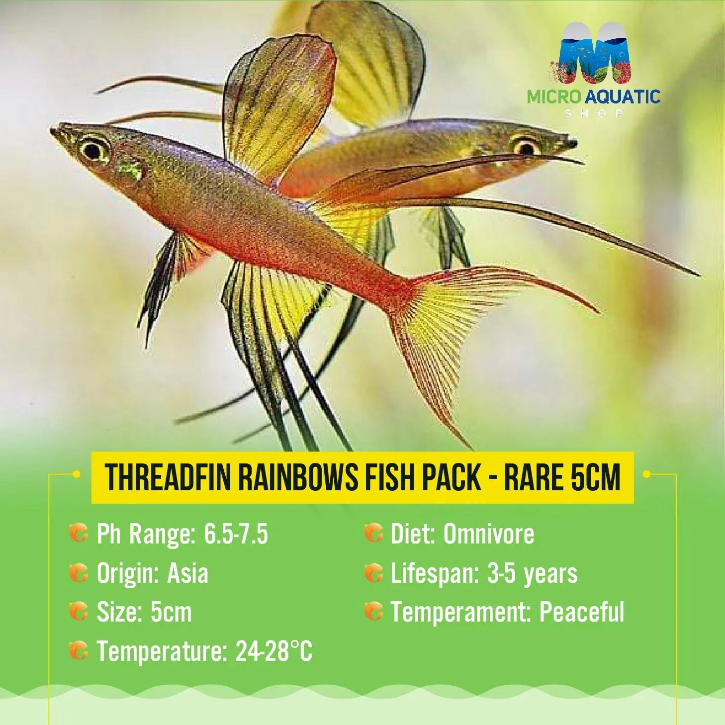 Threadfin Rainbows Fish - Rare 2cm Micro Aquatic Shop