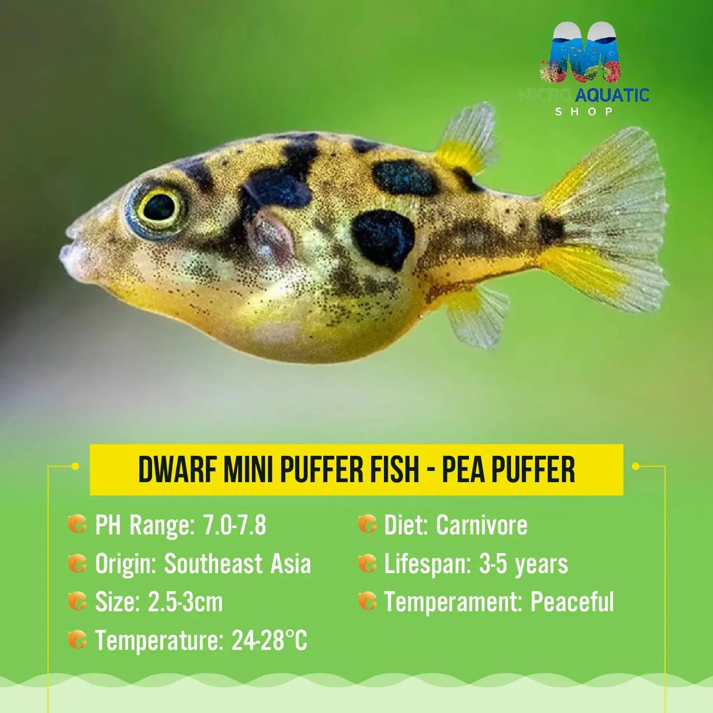 Dwarf Mini Puffer Fish - Pea Puffer Micro Aquatic Shop