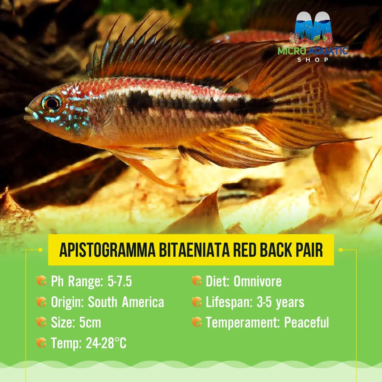 APISTOGRAMMA BITAENIATA RED BACK Pair Micro Aquatic Shop
