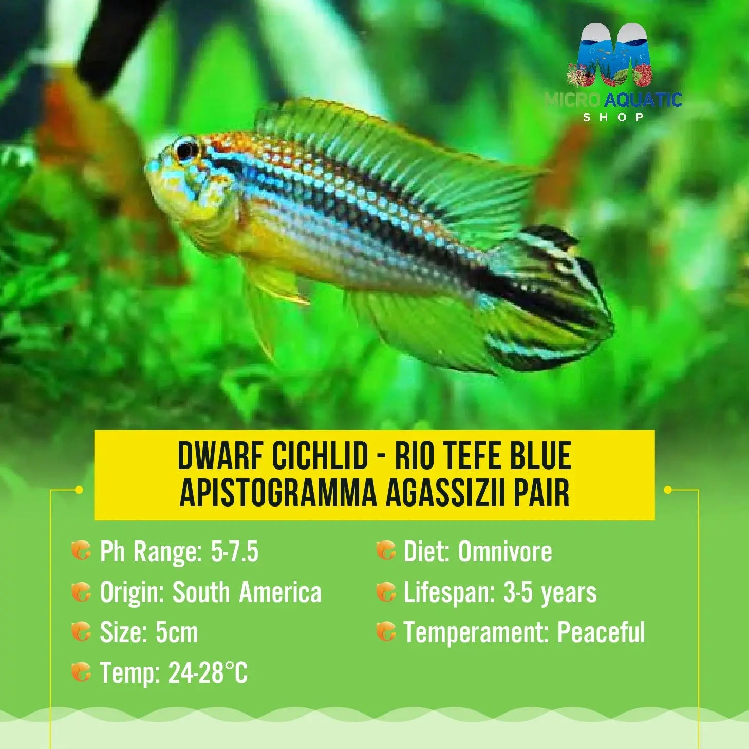 Dwarf Cichlid - Rio Tefe Blue Apistogramma Agassizii Pair Micro Aquatic Shop