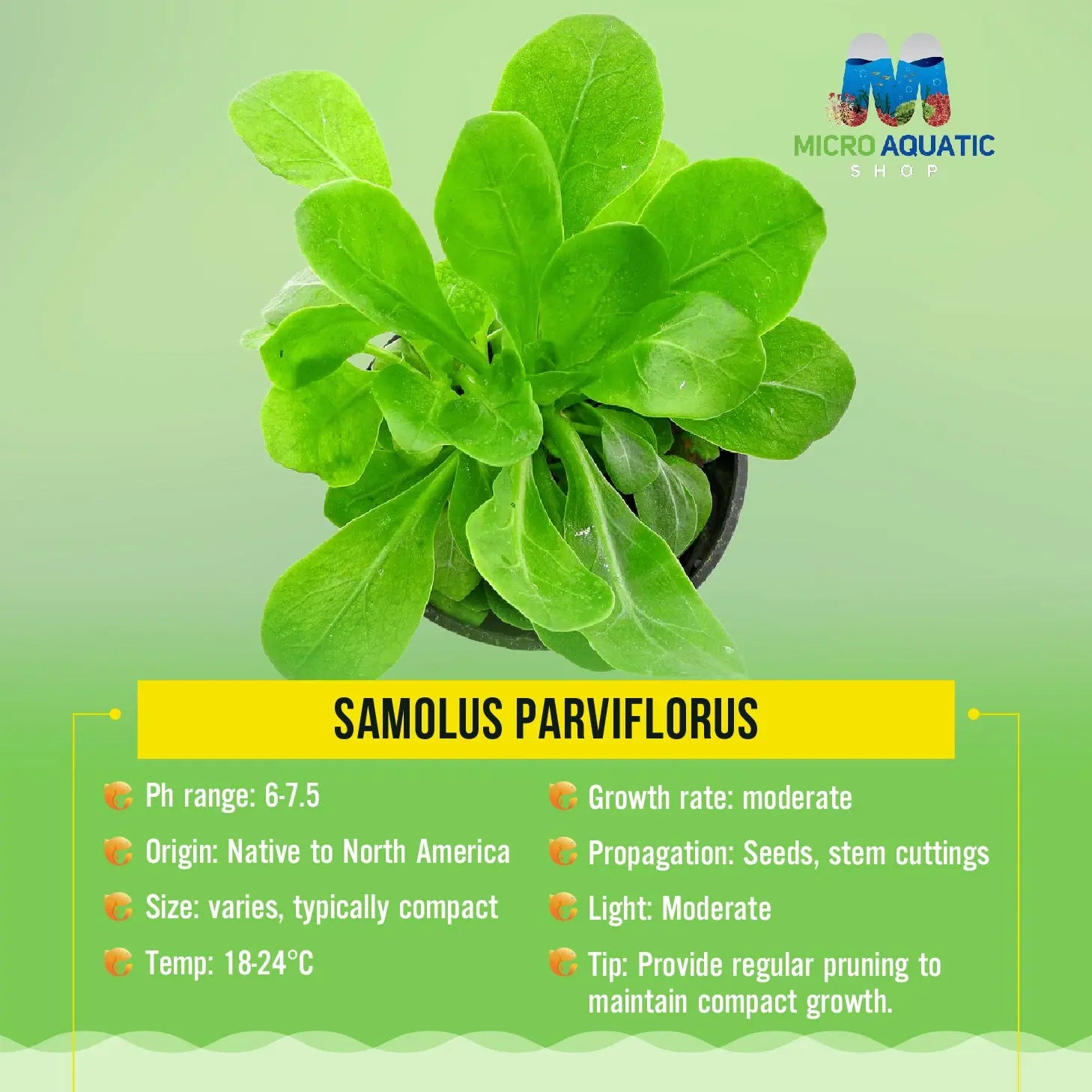 Water Rose (Samolus parviflorus) Micro Aquatic Shop