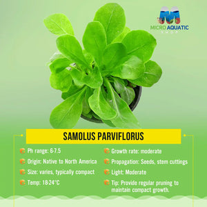 Water Rose (Samolus parviflorus) Micro Aquatic Shop