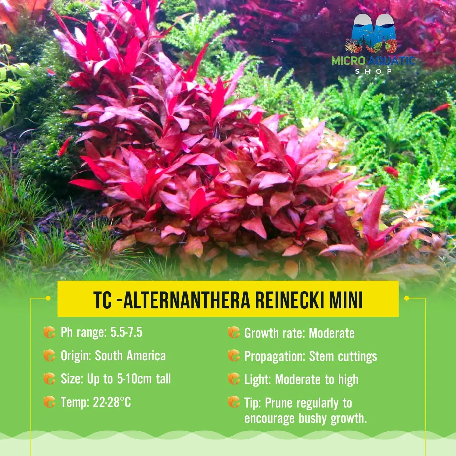 Tissue Culture-Alternanthera reinecki Micro Aquatic Shop
