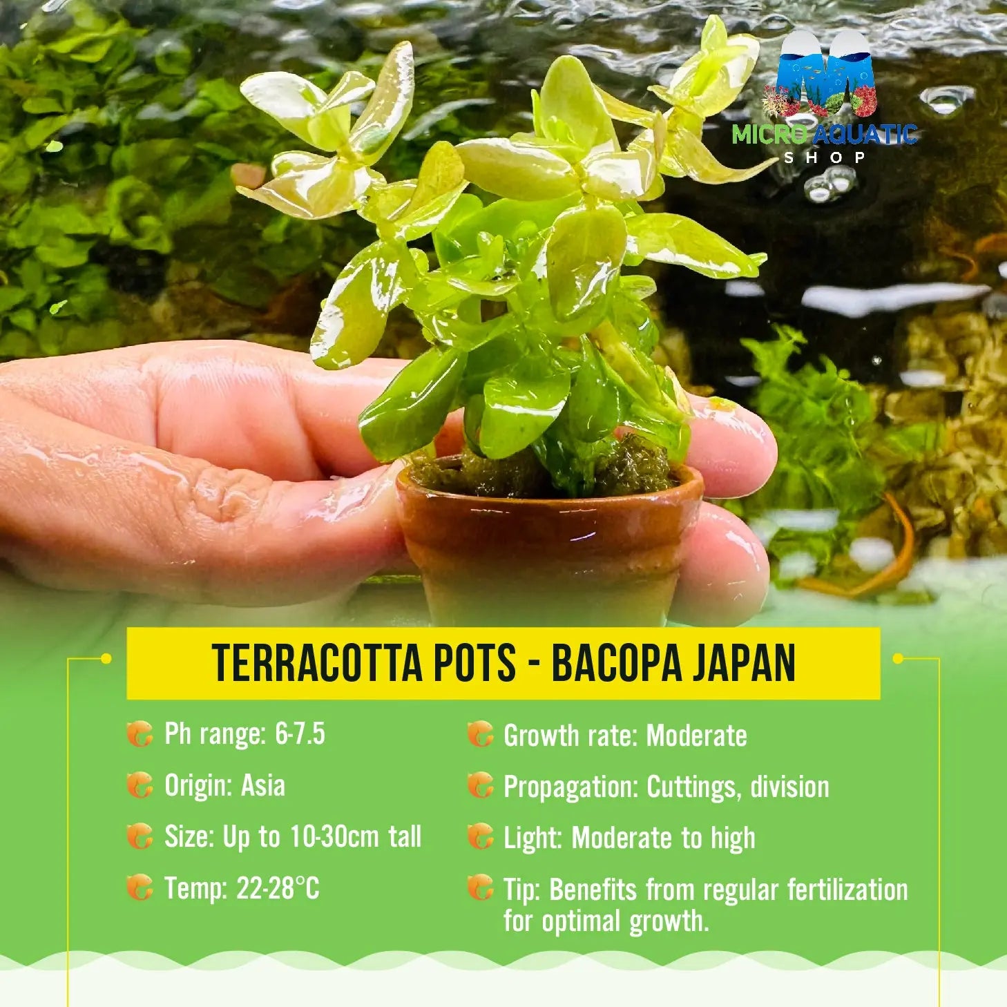 Terracotta Pots - Bacopa Japan Micro Aquatic Shop