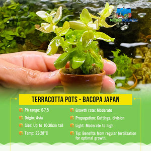 Terracotta Pots - Bacopa Japan Micro Aquatic Shop