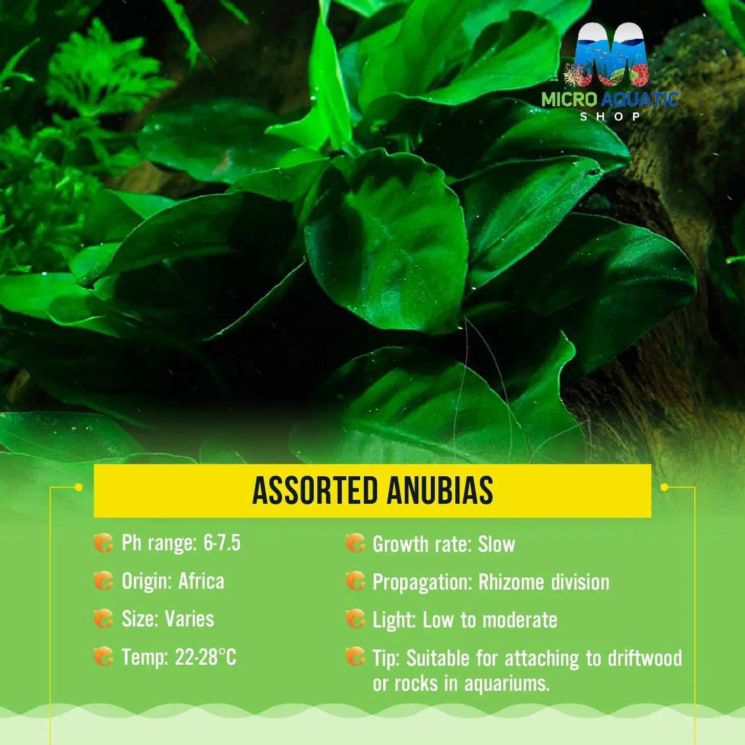 Assorted Anubias 5cm Pot Micro Aquatic Shop