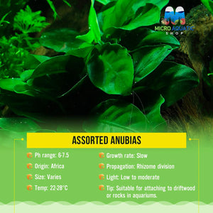 Assorted Anubias 5cm Pot Micro Aquatic Shop
