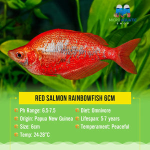 Red Salmon Rainbowfish 6cm Micro Aquatic Shop