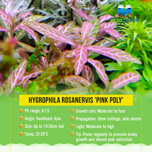 Hydrophila rosanervis 'Pink Poly' Micro Aquatic Shop