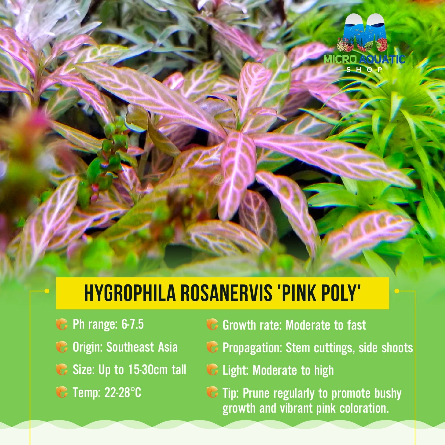 Hydrophila rosanervis 'Pink Poly' Micro Aquatic Shop