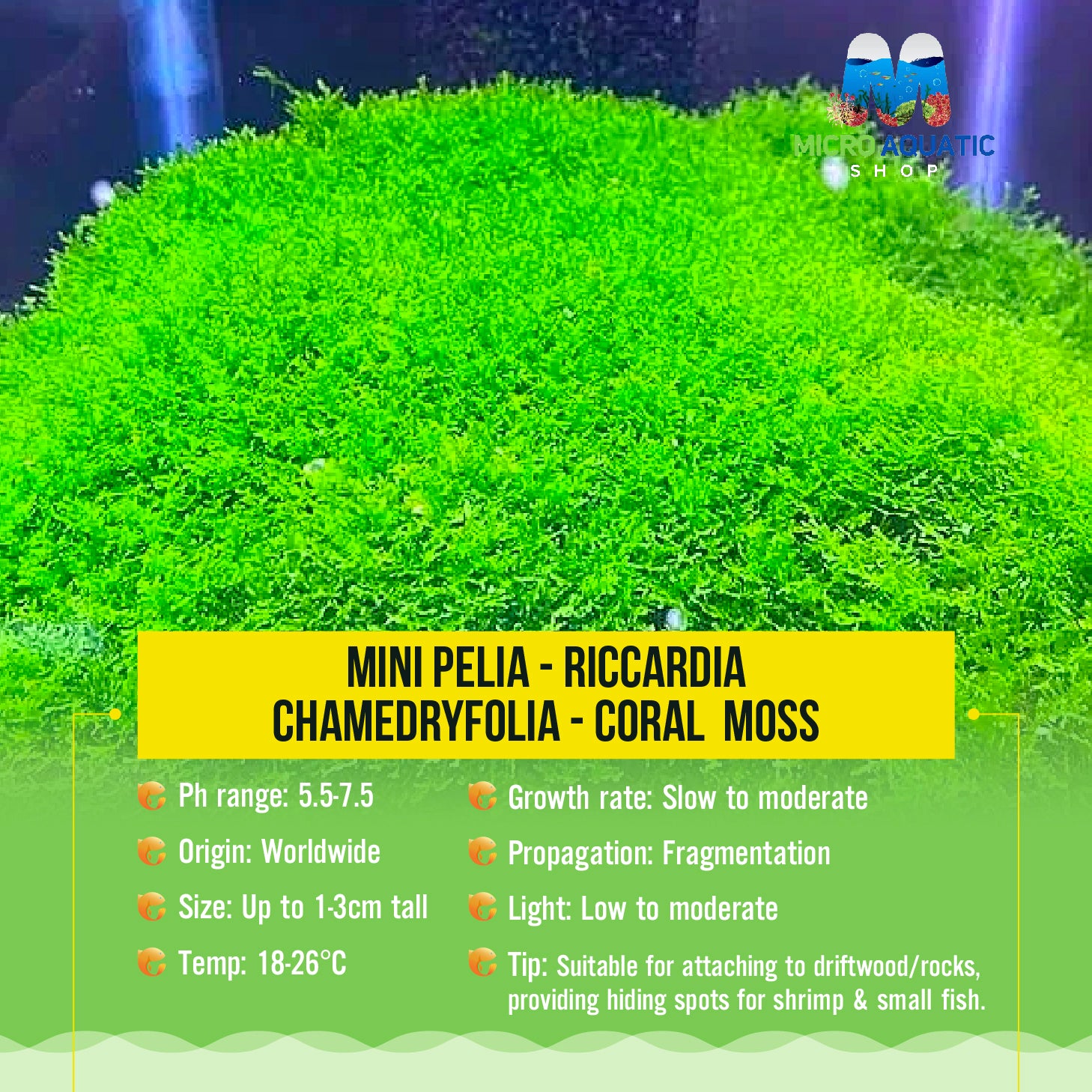 Mini Pelia - Riccardia chamedryfolia- Coral  Moss