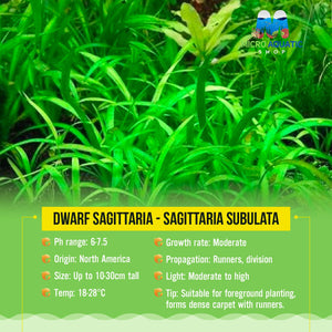 Dwarf Sagittaria - Sagittaria subulata Micro Aquatic Shop