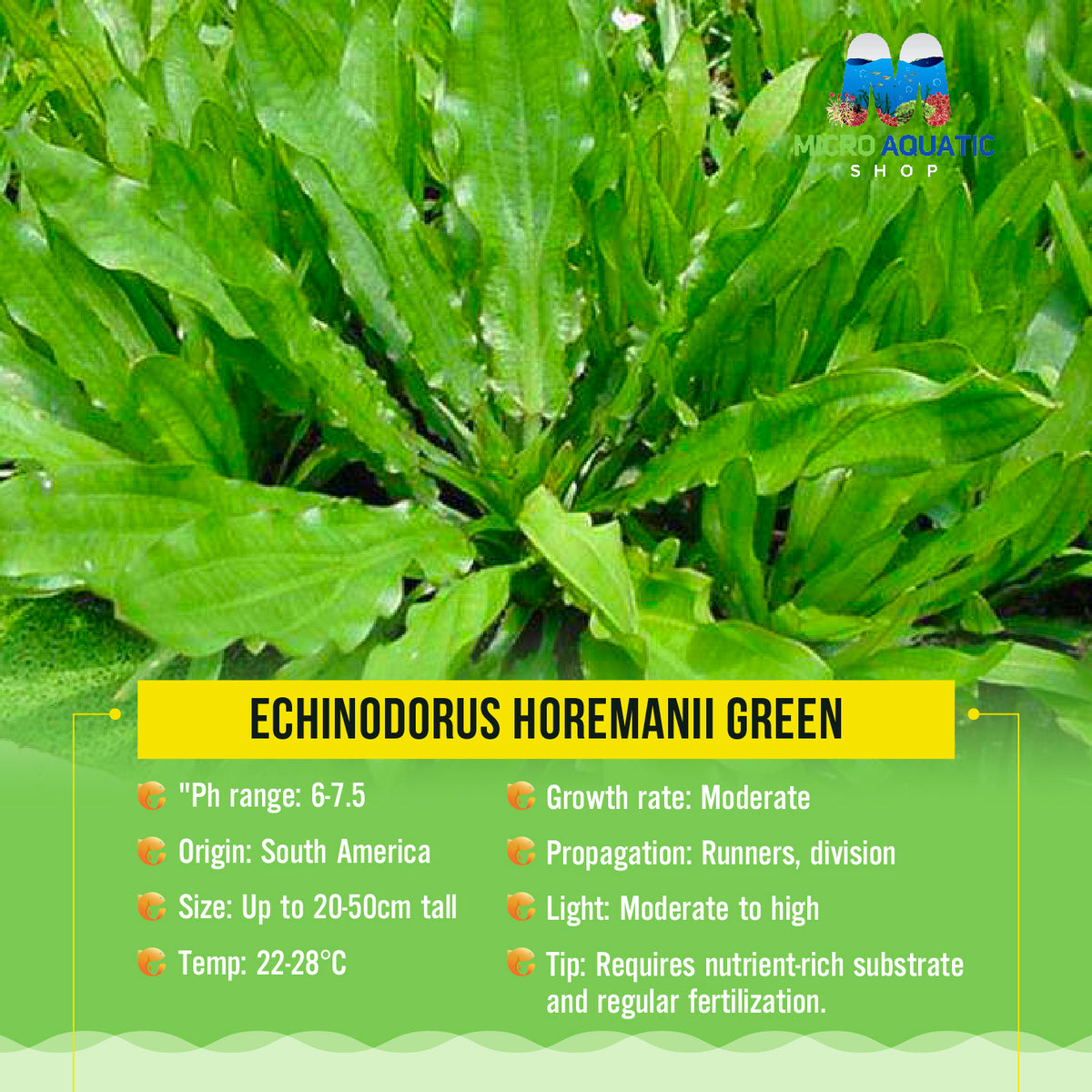 Echinodorus Horemanii Green