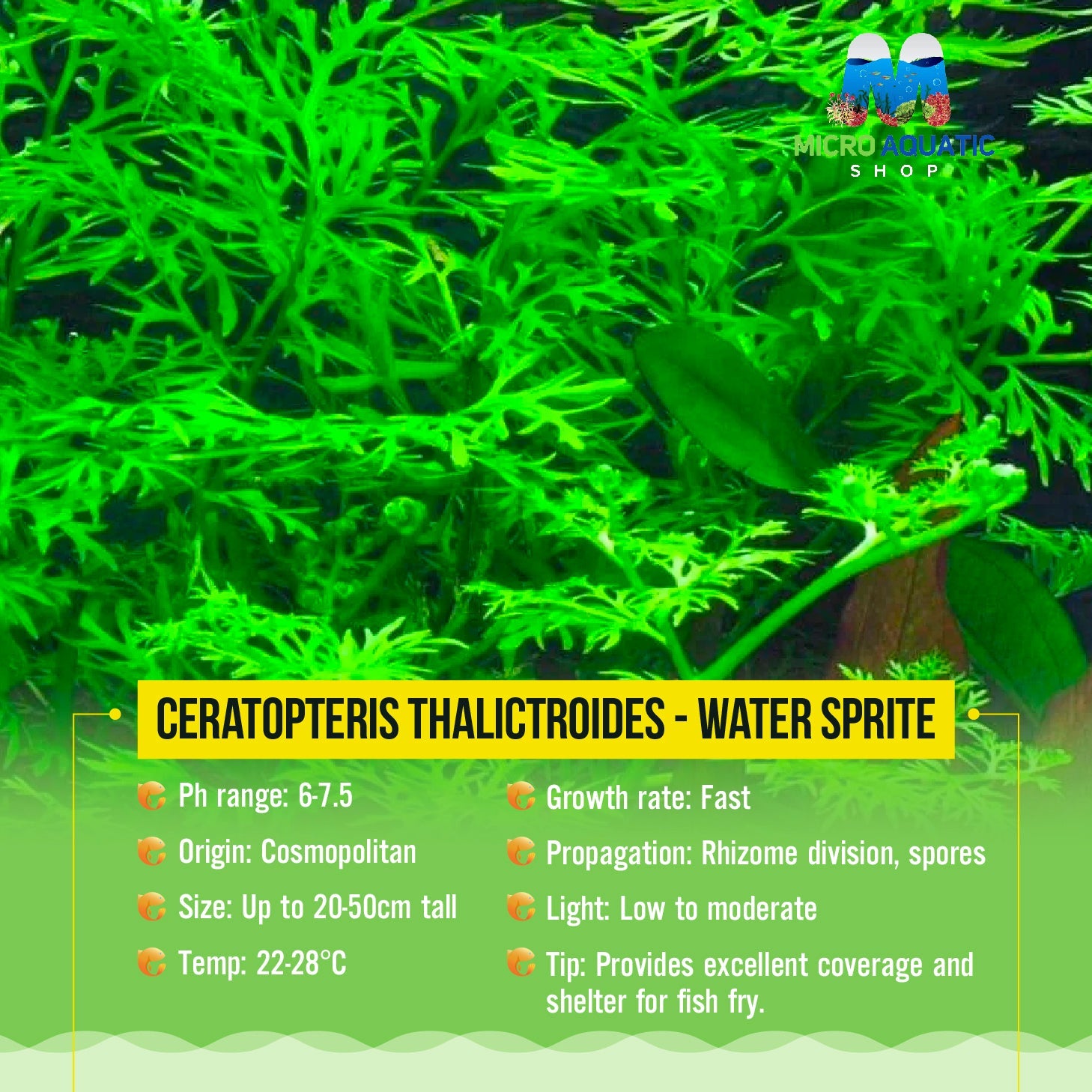 Ceratopteris Thalictroides - Water Sprite - Lace Fern Micro Aquatic Shop