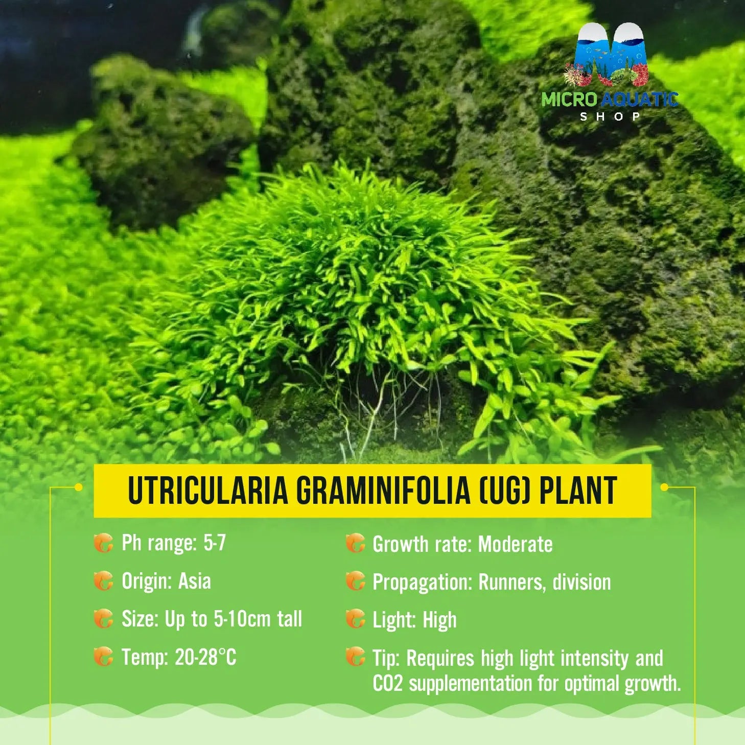 Utricularia Graminifolia (UG) Plant