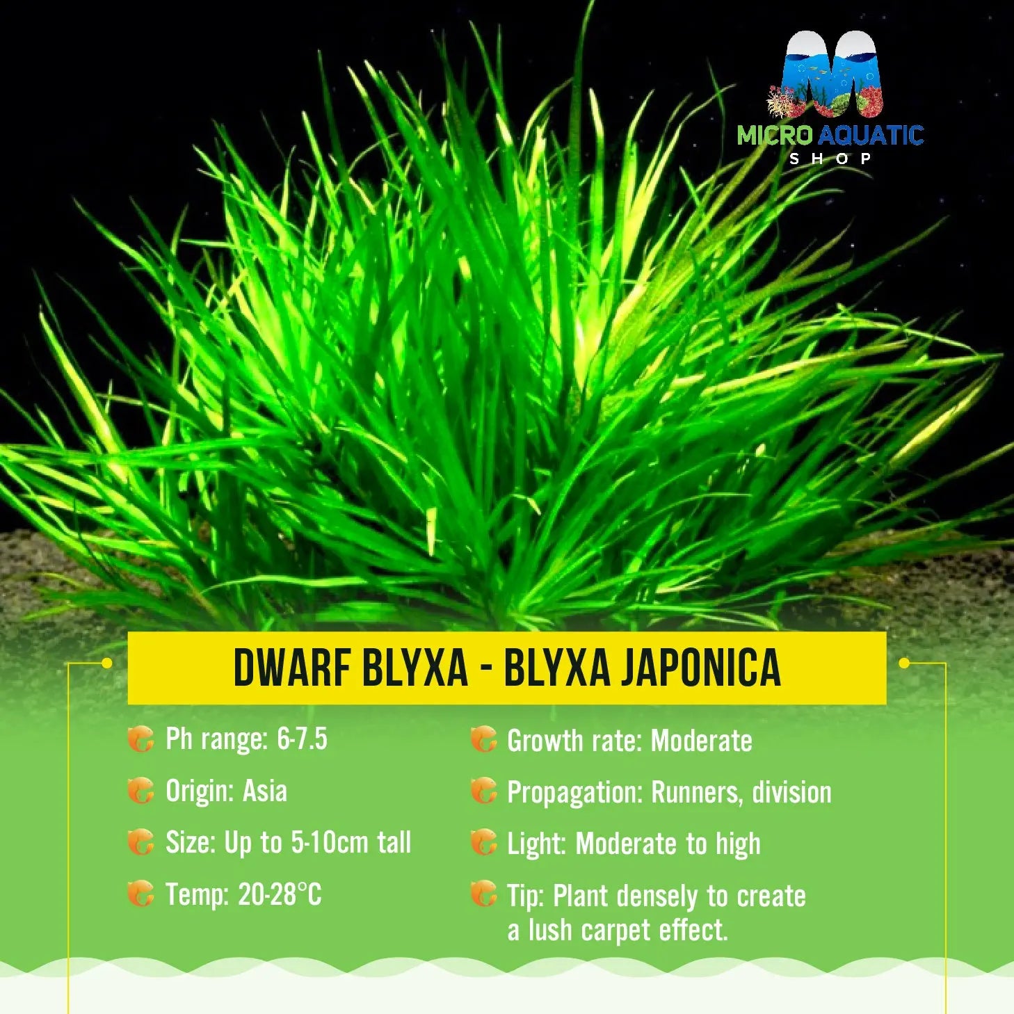 Dwаrf Blyxa - Blyxa Japonica