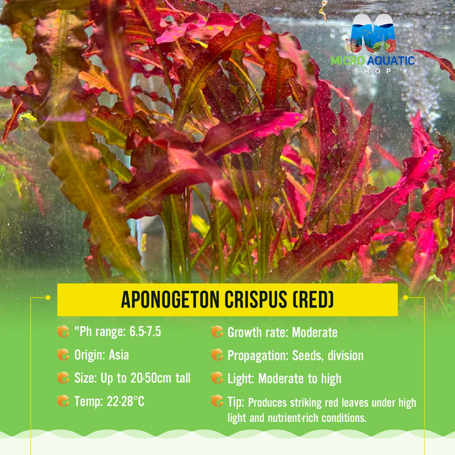 Aponogeton Crispus (Red)