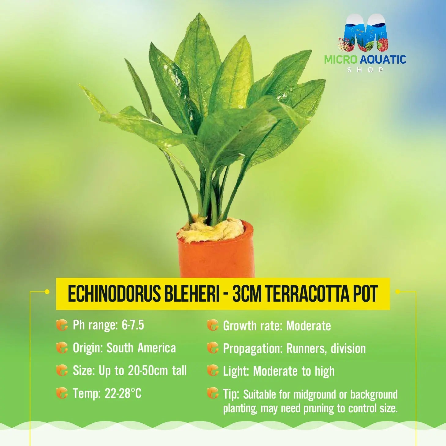 Echinodorus Bleheri - 3cm Terracotta Pot