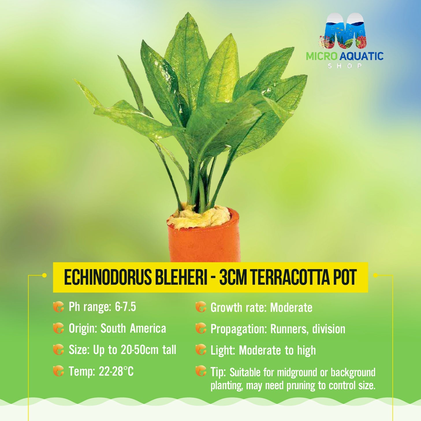 Echinodorus Bleheri - 3cm Terracotta Pot Micro Aquatic Shop