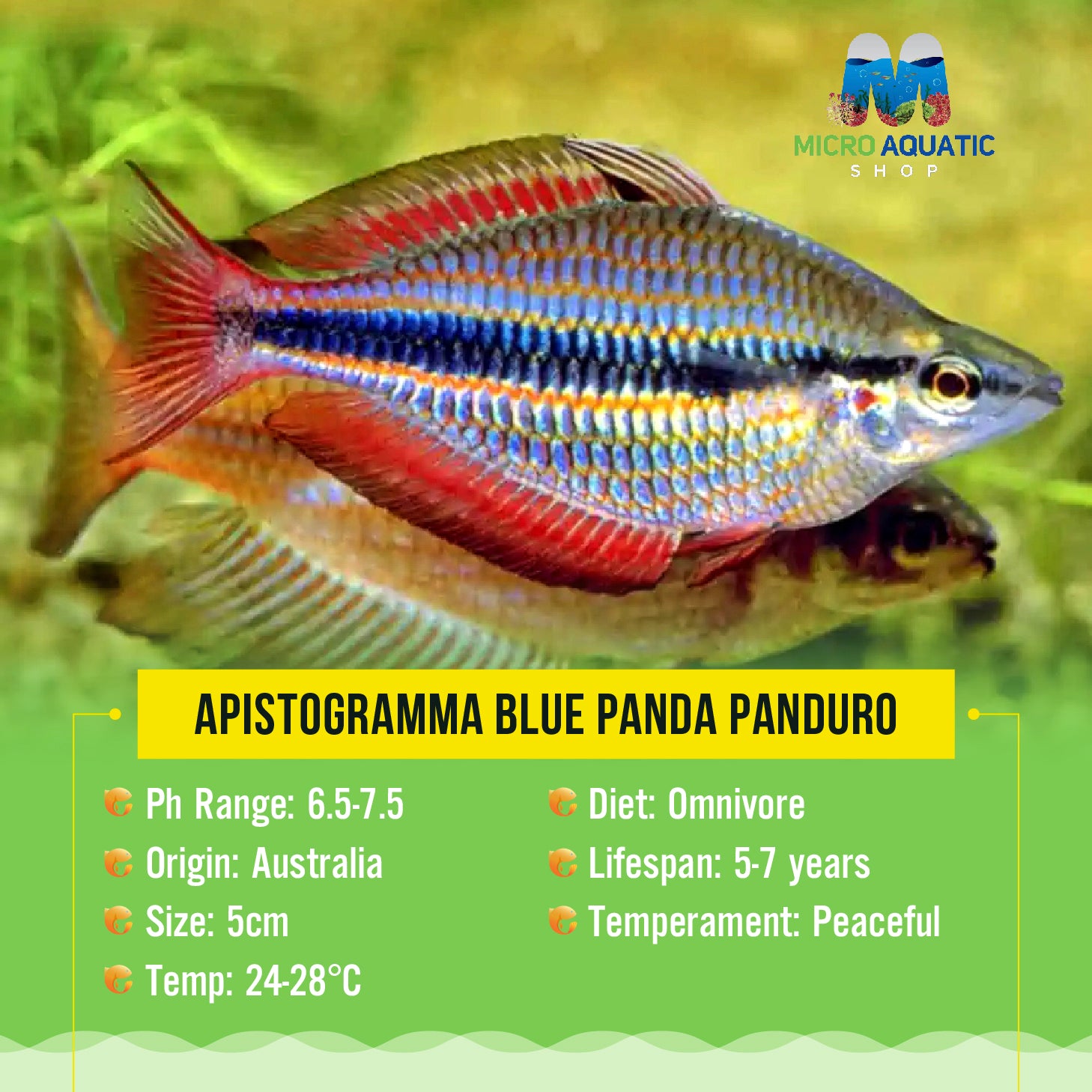 GOYDER RIVER BANDED RAINBOW 6cm