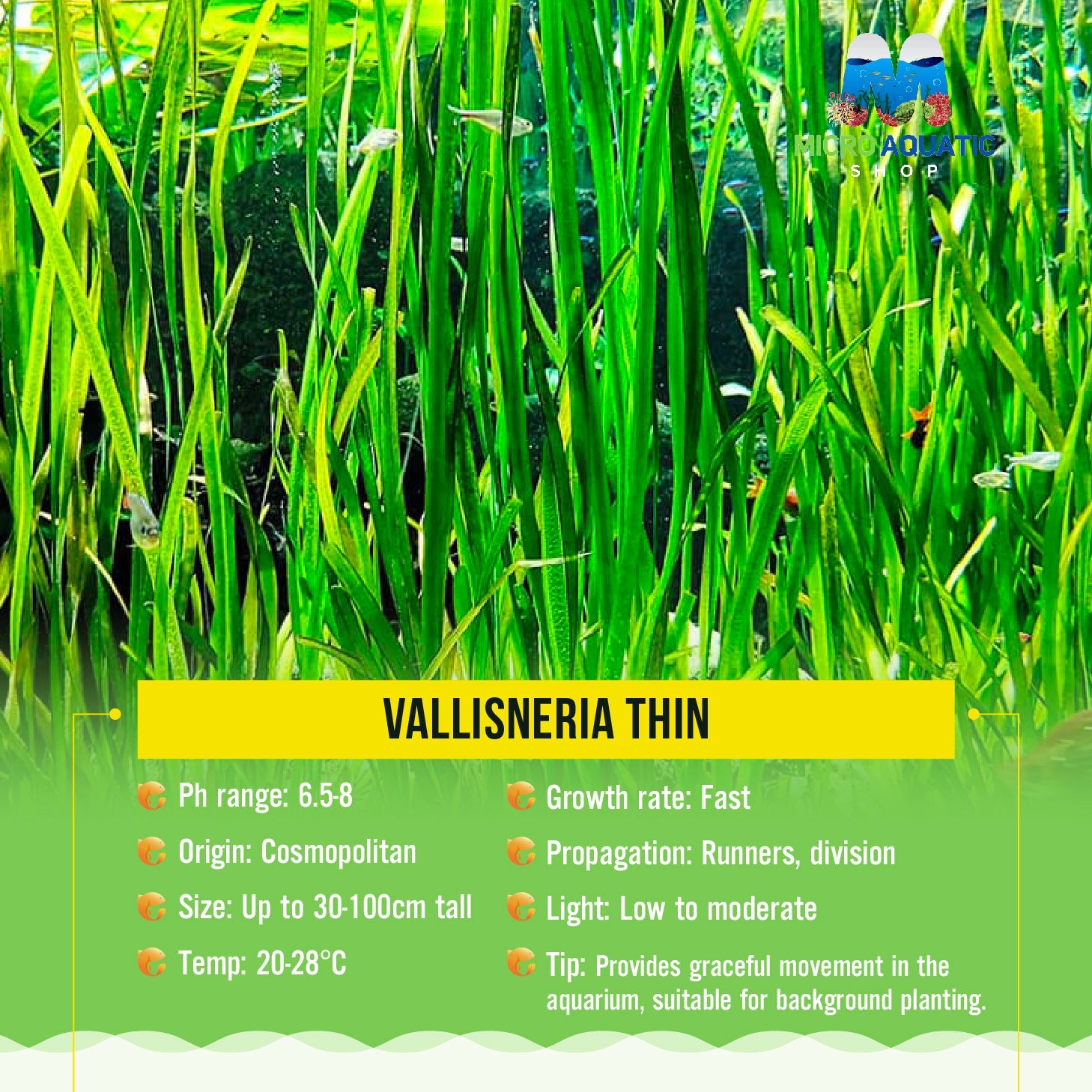 Vallisneria Thin Micro Aquatic Shop