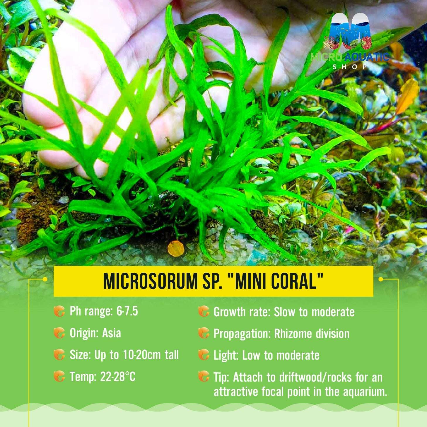 Microsorum sp. "Mini Coral" Micro Aquatic Shop