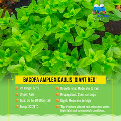 Bacopa Amplexicaulis 'Giant Red'