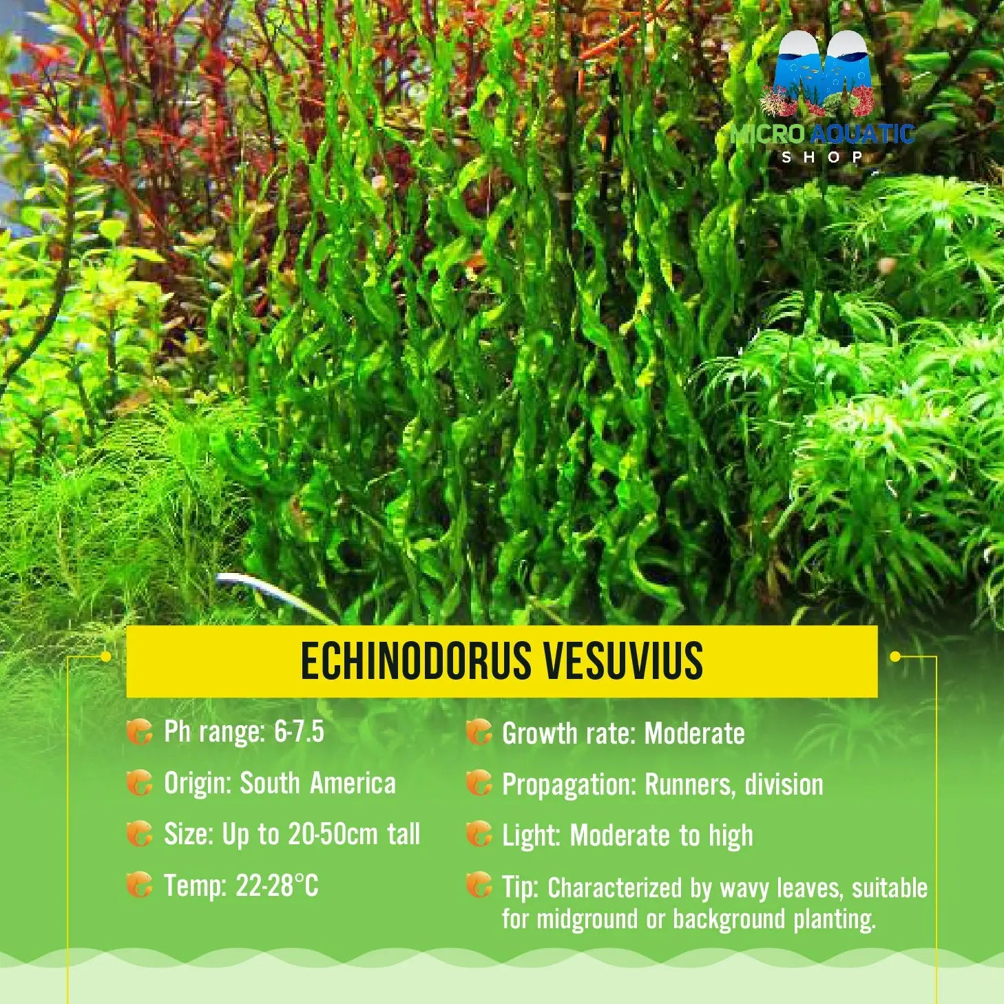 Echinodorus Vesuvius