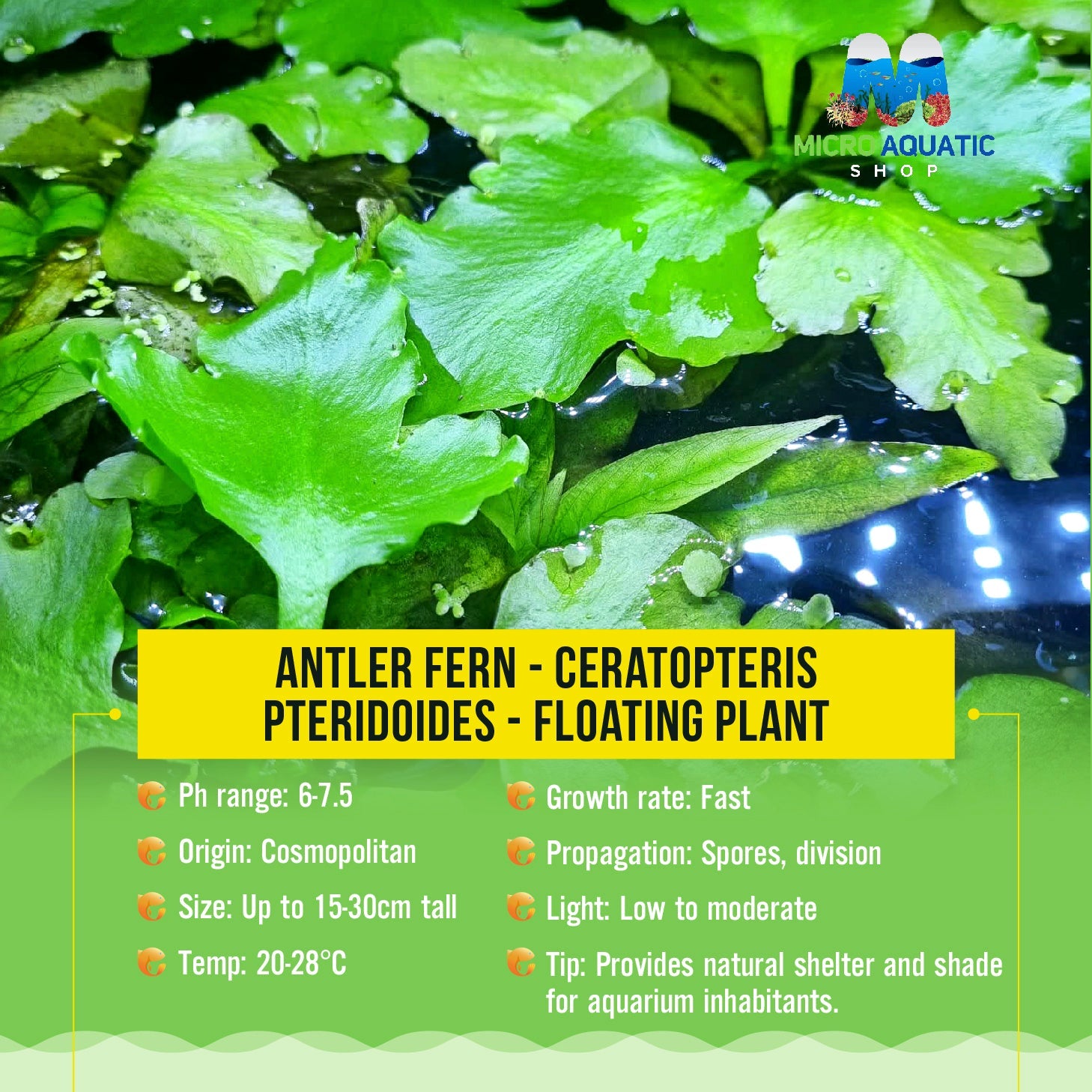 Antler fern - Ceratopteris pteridoides -Floating Plant Micro Aquatic Shop